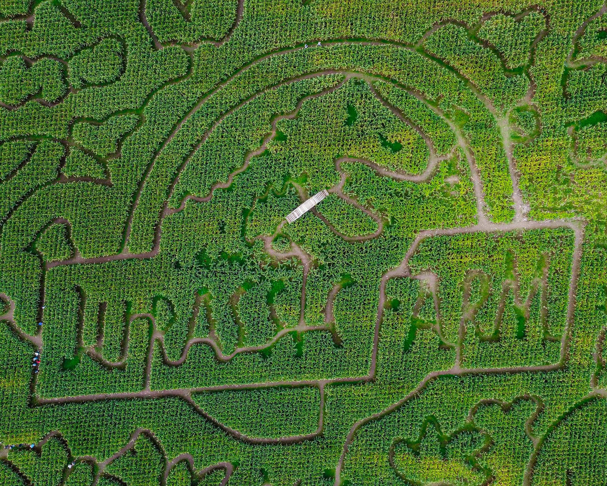 jurassic park themed corn maze in NY