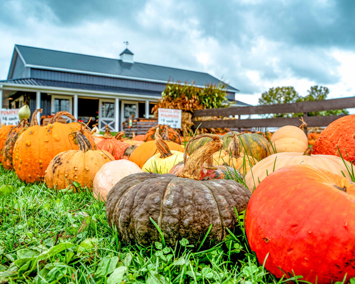 pumpkins in a pumpkin patch, close to the camera and a building behind it