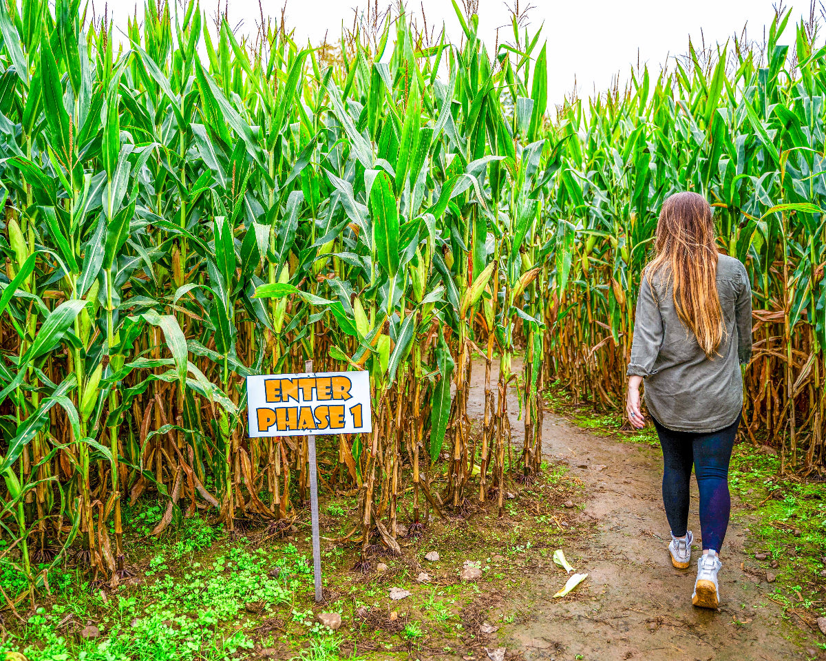 a woman walking into a corn maze