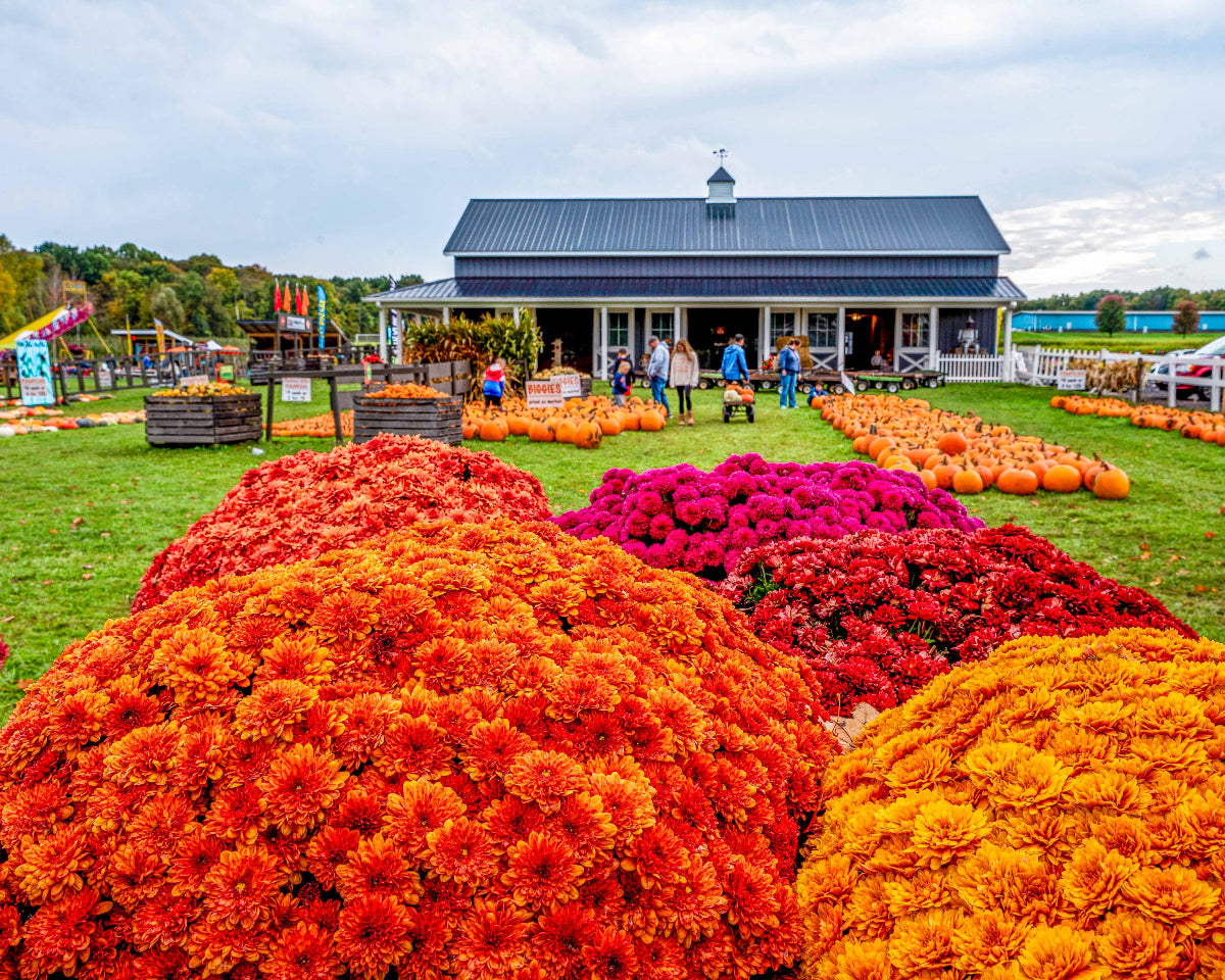 beautiful mums in front of a pumpkin patch at pick'n patch